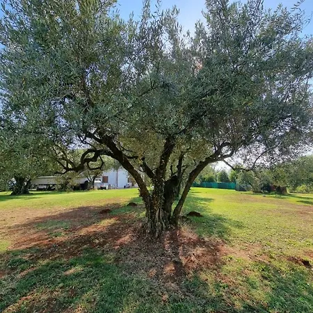 Pharos Замбратия